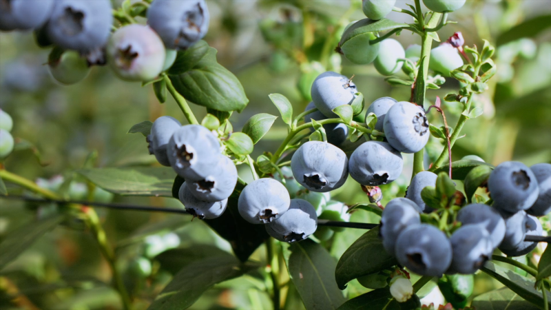 愛莓莊：一顆藍(lán)莓的產(chǎn)業(yè)鏈革新之路